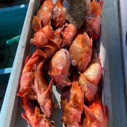 岡田釣船 八英丸 釣果