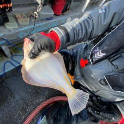 シーランチ 釣果