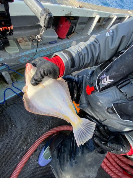 シーランチ 釣果