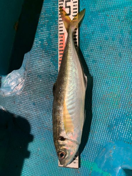 愛海丸 釣果