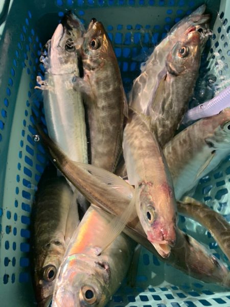 愛海丸 釣果