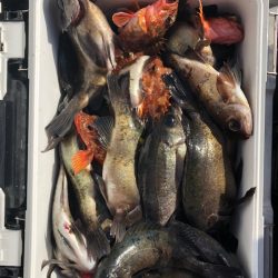 フィッシング　キッタカ 釣果