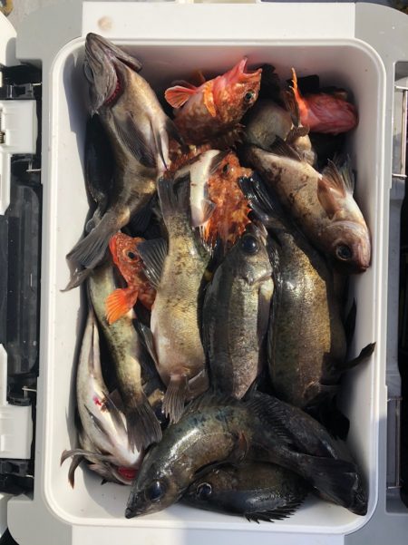 フィッシング　キッタカ 釣果