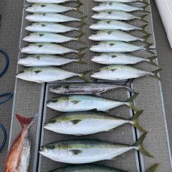 SeaRide(シーライド) 釣果