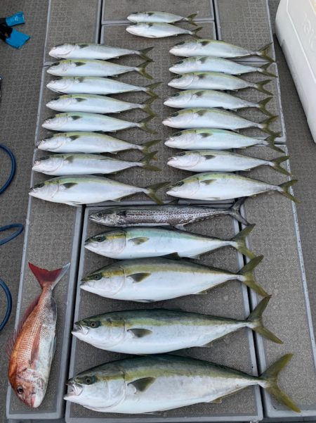 SeaRide(シーライド) 釣果