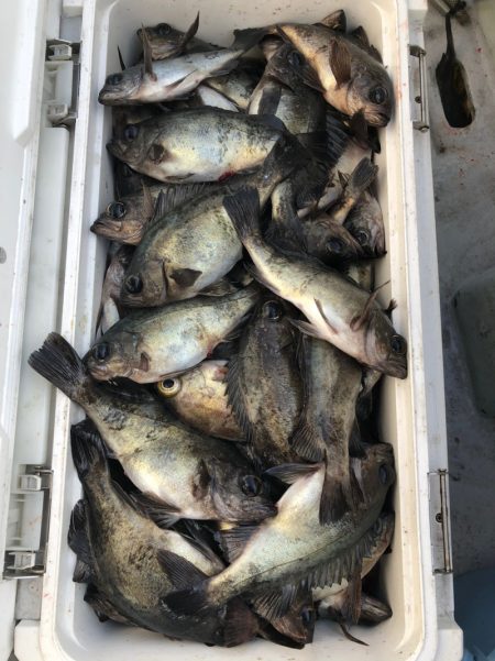 フィッシング　キッタカ 釣果