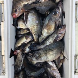 フィッシング　キッタカ 釣果