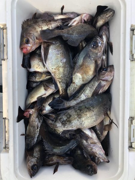 フィッシング　キッタカ 釣果