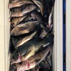 フィッシング　キッタカ 釣果