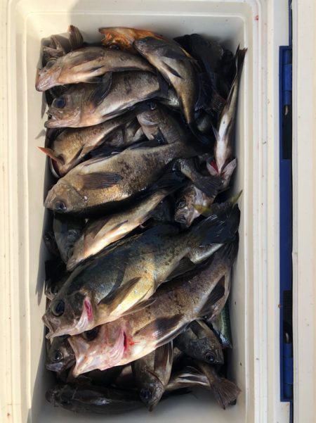 フィッシング　キッタカ 釣果