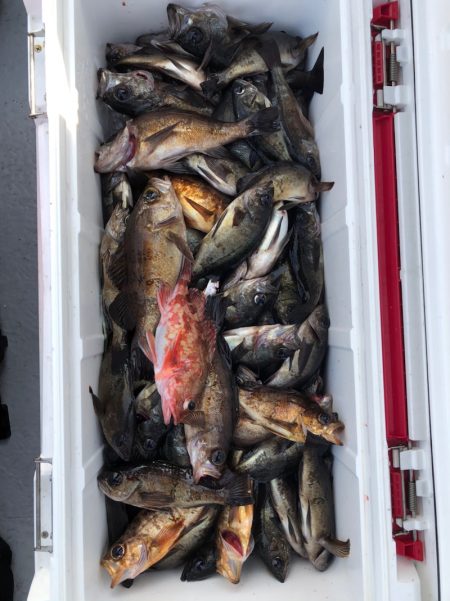 フィッシング　キッタカ 釣果