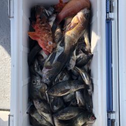 フィッシング　キッタカ 釣果