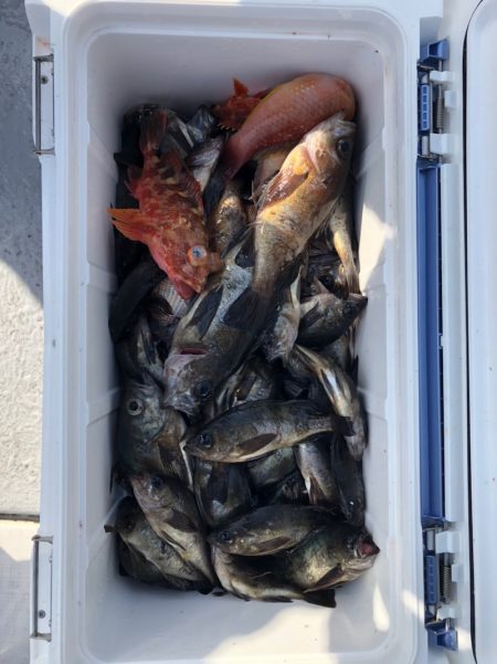 フィッシング　キッタカ 釣果