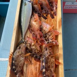 岡田釣船　八英丸 釣果