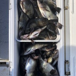 フィッシング　キッタカ 釣果