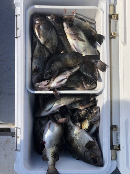 フィッシング　キッタカ 釣果