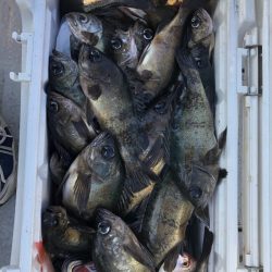 フィッシング　キッタカ 釣果