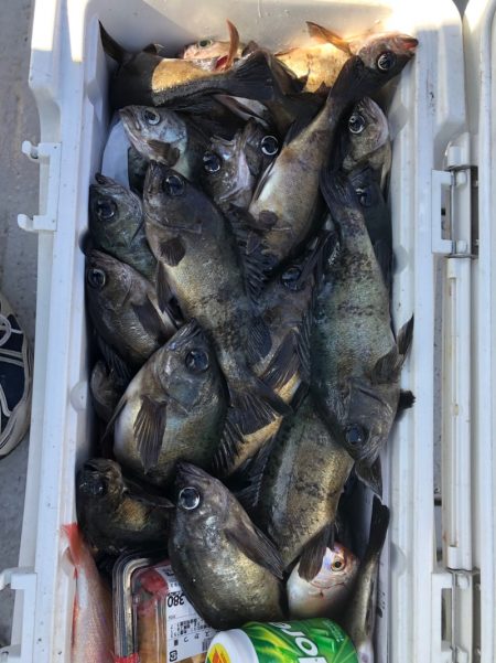 フィッシング　キッタカ 釣果