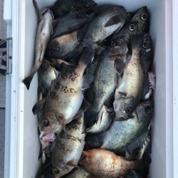 フィッシング　キッタカ 釣果