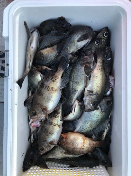 フィッシング　キッタカ 釣果