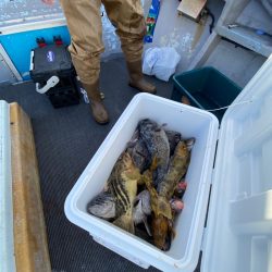 シーランチ 釣果