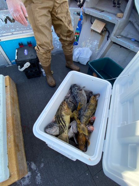 シーランチ 釣果