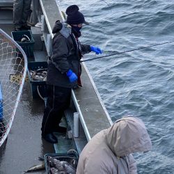 シーランチ 釣果