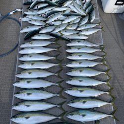 SeaRide(シーライド) 釣果