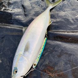 あみや渡船 JIGBOY 釣果