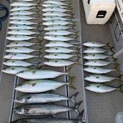 SeaRide(シーライド) 釣果