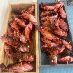 岡田釣船 八英丸 釣果