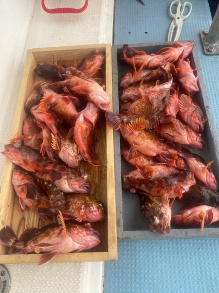 岡田釣船 八英丸 釣果