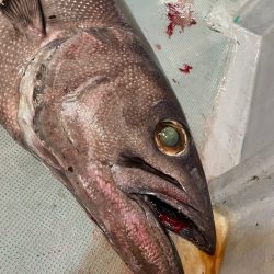 ＴＡＲＯＭＡＲＵ 釣果