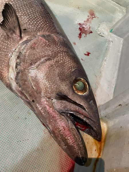 ＴＡＲＯＭＡＲＵ 釣果