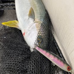 「LaGooN」蒼陽丸 日和号　 釣果