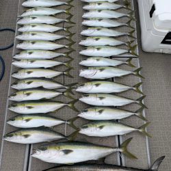 SeaRide(シーライド) 釣果