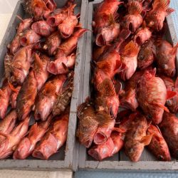 岡田釣船　八英丸 釣果