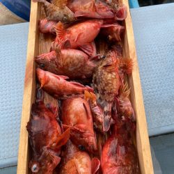 岡田釣船 八英丸 釣果