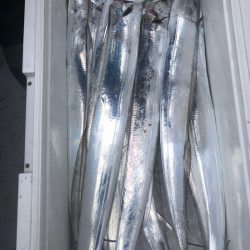 フィッシング　キッタカ 釣果