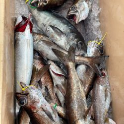 ＴＡＲＯＭＡＲＵ 釣果