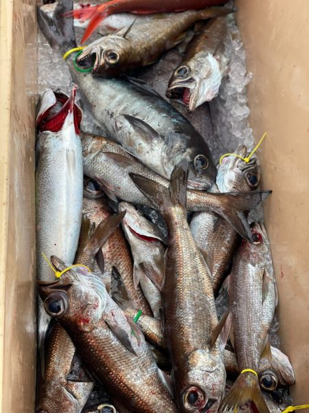 ＴＡＲＯＭＡＲＵ 釣果