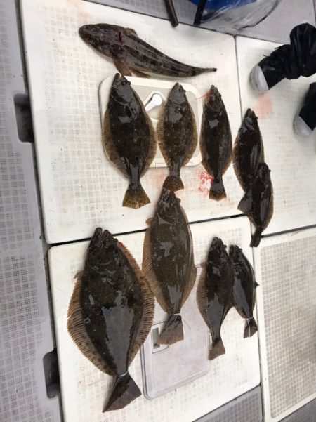 遊漁船メテオ 釣果