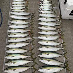 SeaRide(シーライド) 釣果