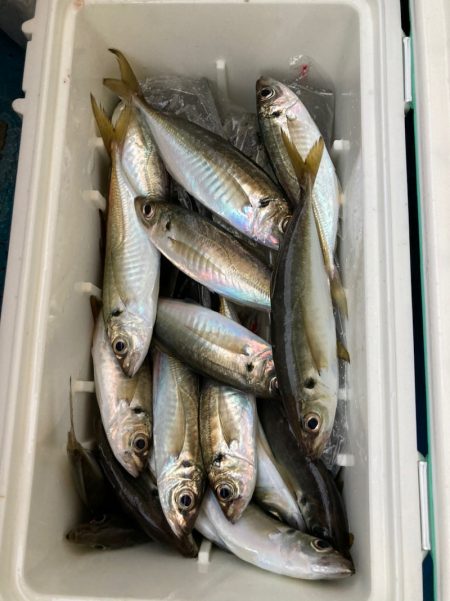 ヤザワ渡船 釣果