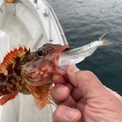 末広丸(熊本) 釣果