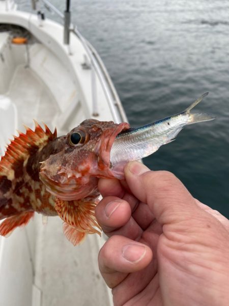 末広丸(熊本) 釣果