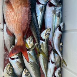 龍神丸(鹿児島) 釣果