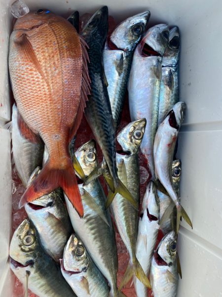 龍神丸（鹿児島） 釣果