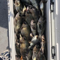 フィッシング キッタカ 釣果