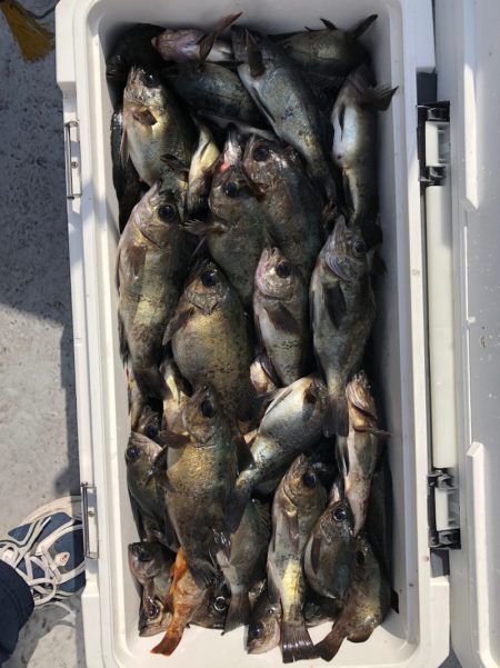 フィッシング キッタカ 釣果